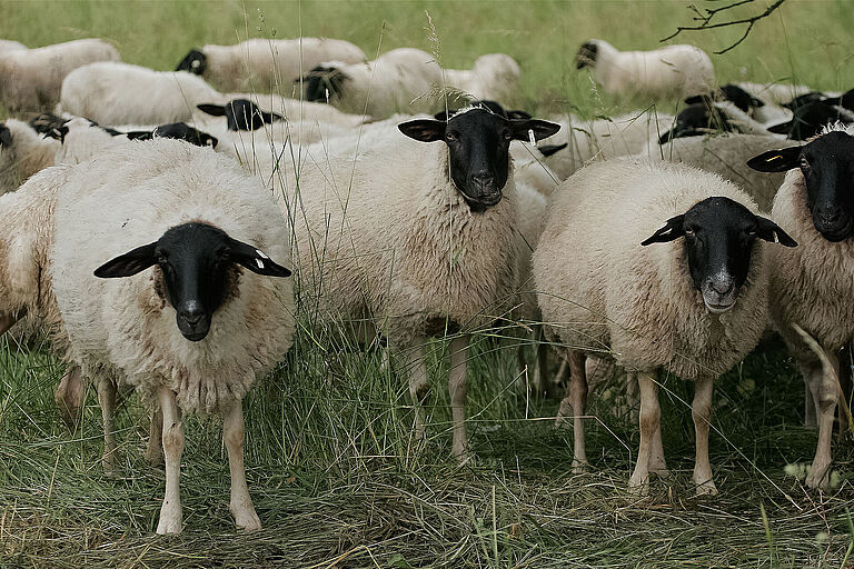 Artgerechte Tierhaltung: Eine Gruppe weißer Schafe mit schwarzem Kopf stehen auf der Wiese und schauen in die KameraRhönschafe auf der Weide (Foto: Wolfgang Willner)