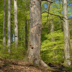 Naturwaldreservat Waldhaus im Steigerwald; Foto: Thomas Stephan