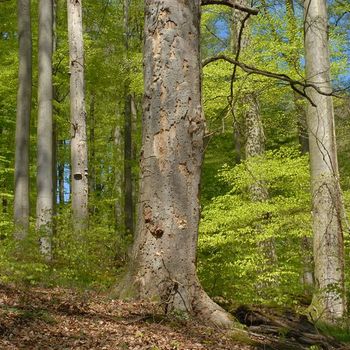 Naturwaldreservat Waldhaus im Steigerwald; Foto: Thomas Stephan