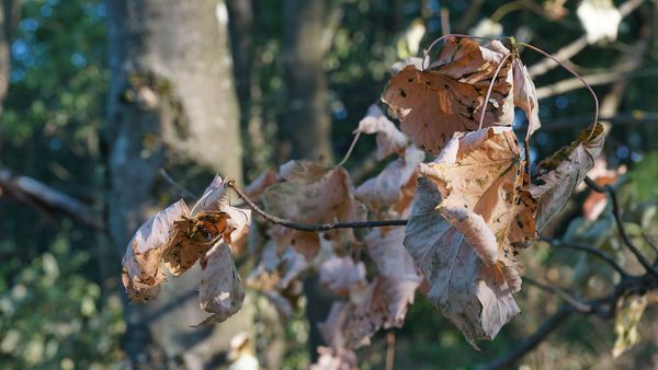 Stadtbäume gießen: Eingerollte und vergilbte Blätter sind ein sicheres Zeichen dafür, dass der Baum zu wenig Wasser bekommt. (Foto: Wolfgang Schödel) Eingerollte und vergilbte Blätter eines Baumes.