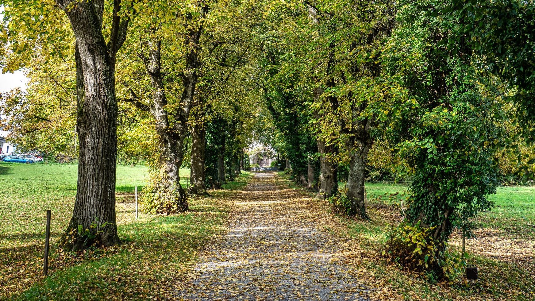Bernrieder Park: frühherbstlich gefärbte Alle