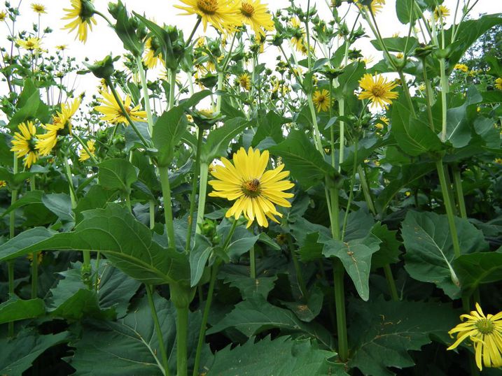 Foto: © Fachverband Biogas e.V.