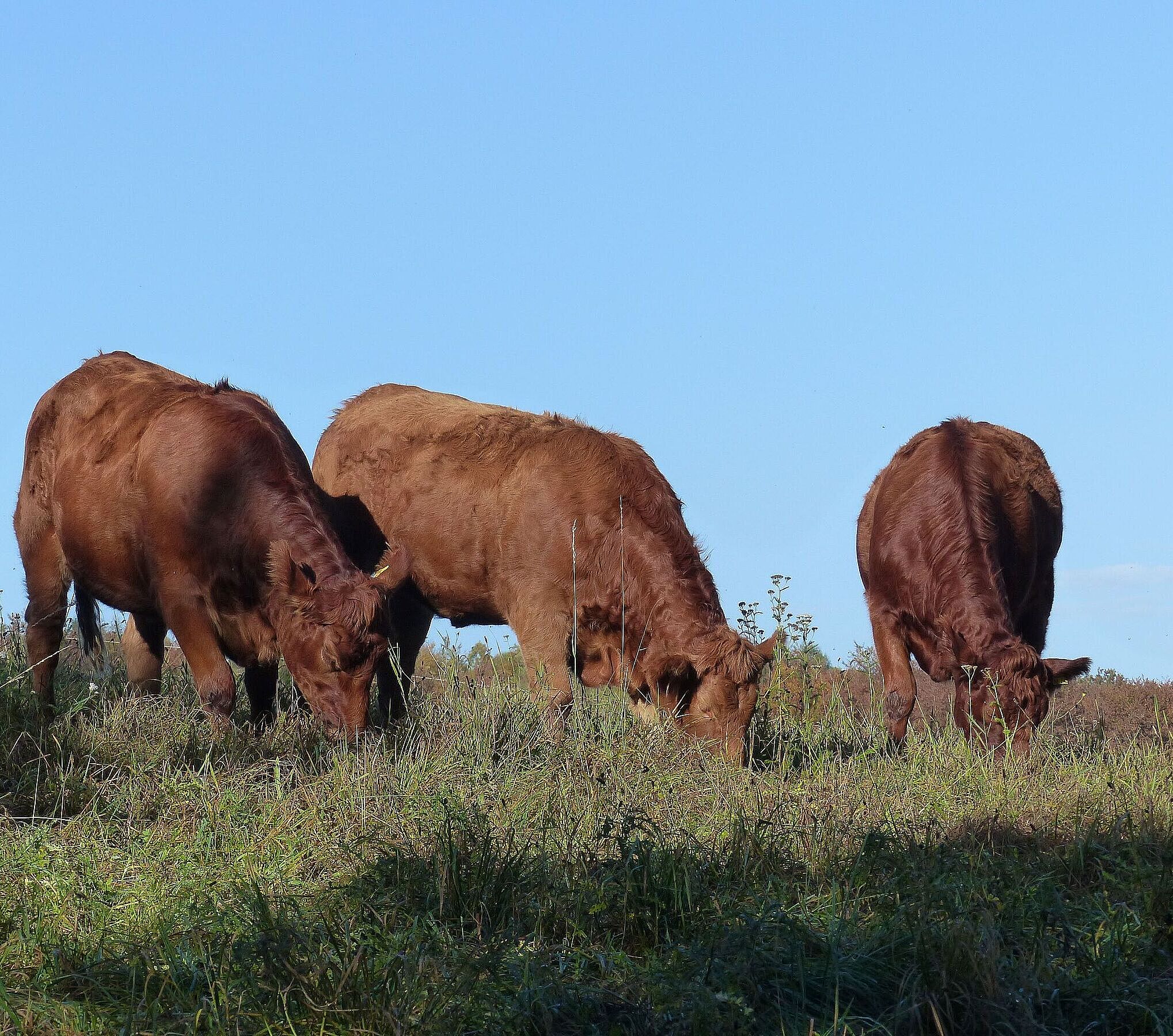 Extensive Rinderhaltung ist in einer Biosphärenregion Spessart weiterhin möglich und trägt zum Erhalt der Kulturlandschaft bei. (Foto: Dr. Ruth Radl)