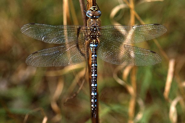 Männchen der Herbst-Mosaikjungfer (Foto: Wolfgang Willner) Eine männliche Herbst-Mosaikjungfer (Aeshna mixta)