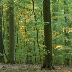 Naturwaldreservat Kleinengelein im Steigerwald; Foto: Thomas Stephan