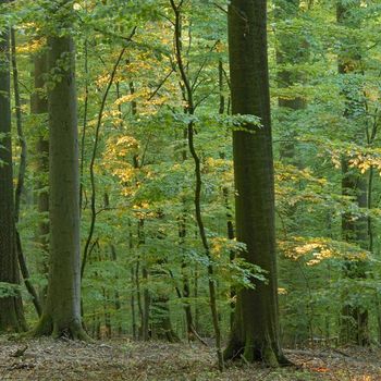 Naturwaldreservat Kleinengelein im Steigerwald; Foto: Thomas Stephan