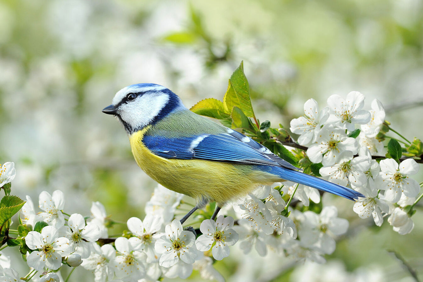 Blaumeise (Foto: K.-U. Haeßler/fotolia.com)