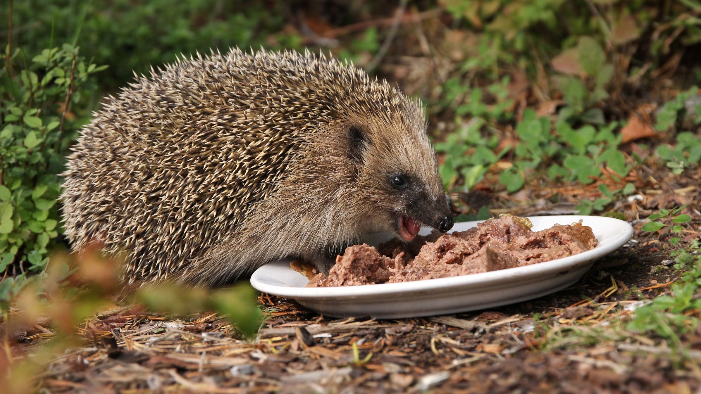 Igel füttert man am besten mit einer Katzenfutter-Mischung. (Foto: Anterovium/stock.adobe.com)