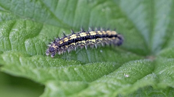 Schmetterlingsgarten: Raupe eines Tagpfauenauges auf dem Blatt einer Brennessel (Foto: Sonja Kreil)