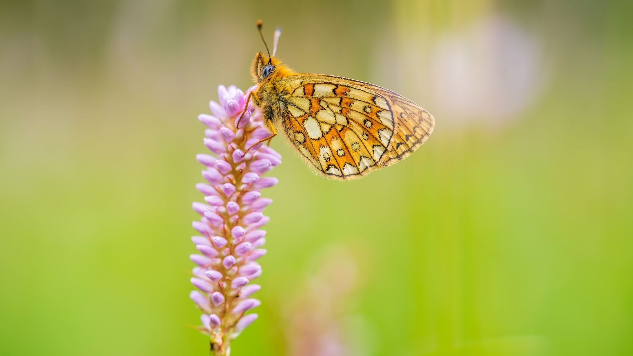 Schlangenknöterich mit Randring-Perlmuttfalter (Boloria eunomia) © Luca Piser