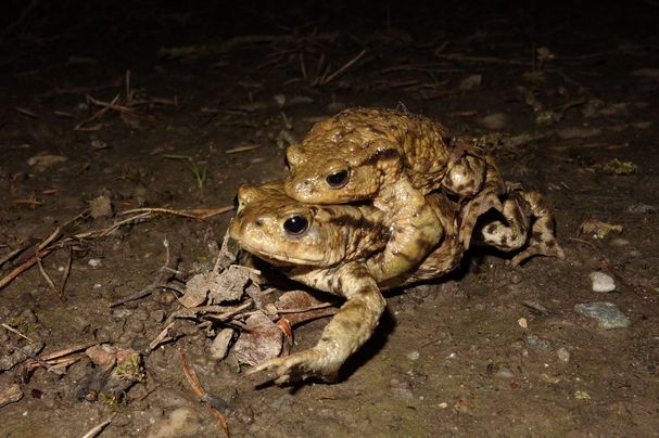 Foto: Dr. Andreas Zahn