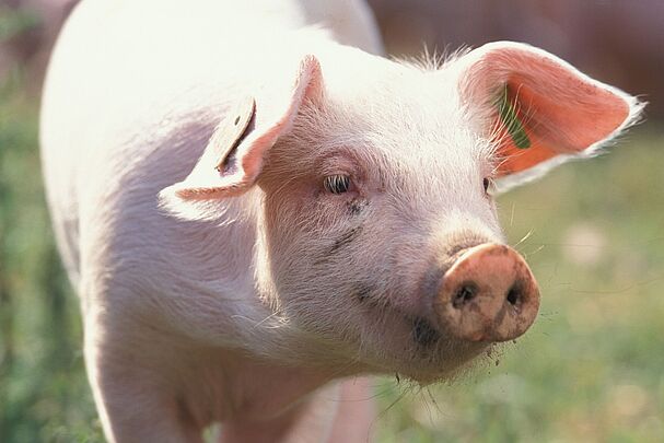 Ein Bioferkel im Auslauf. Bei einer artgerechten Tierhaltung bekommen Tiere mehr Platz. (Foto: oekolandbau.de/BLE /Dominic Menzler) 