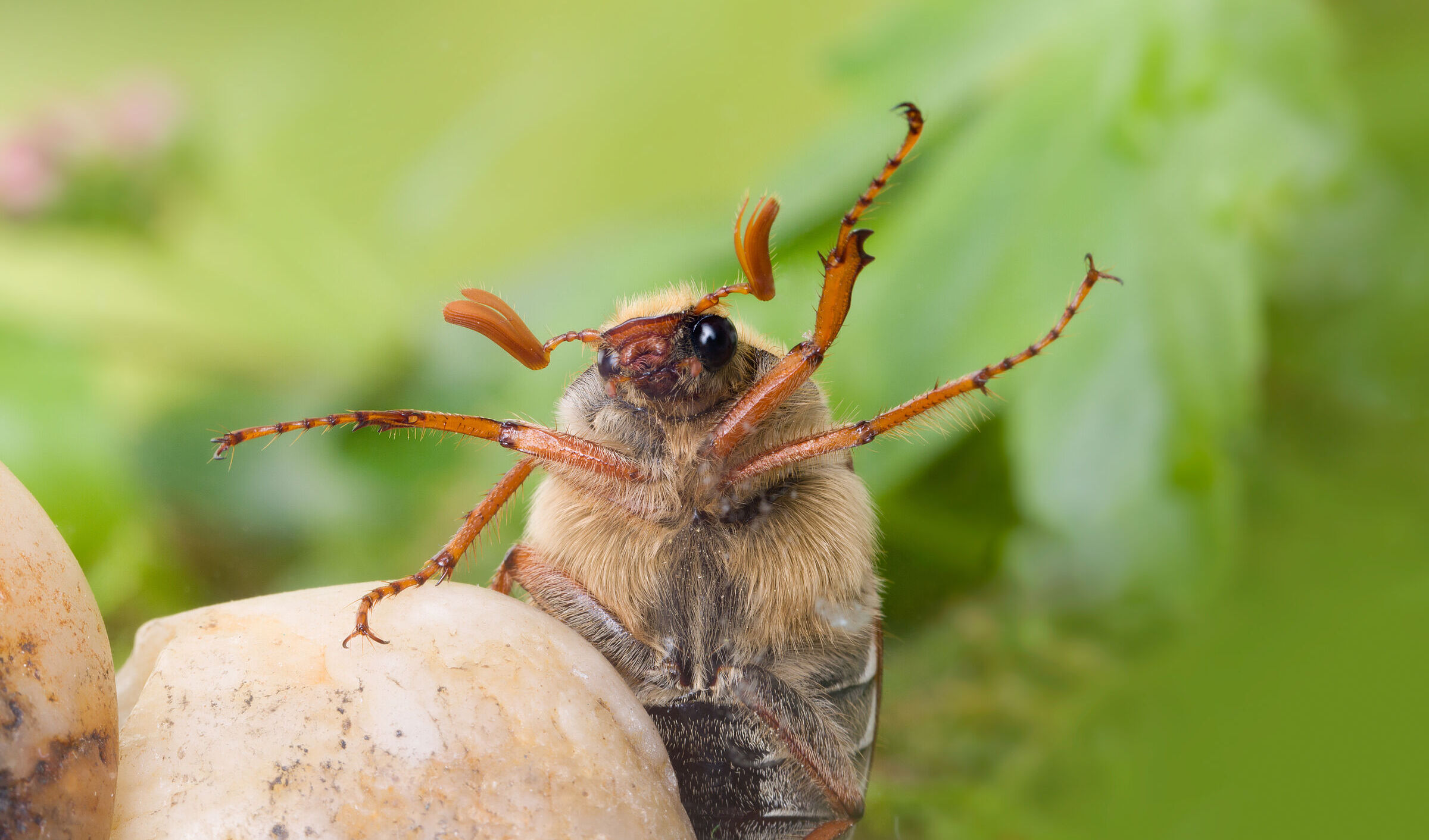 Maikäfer (Foto: Anneke - stock.adobe.com)