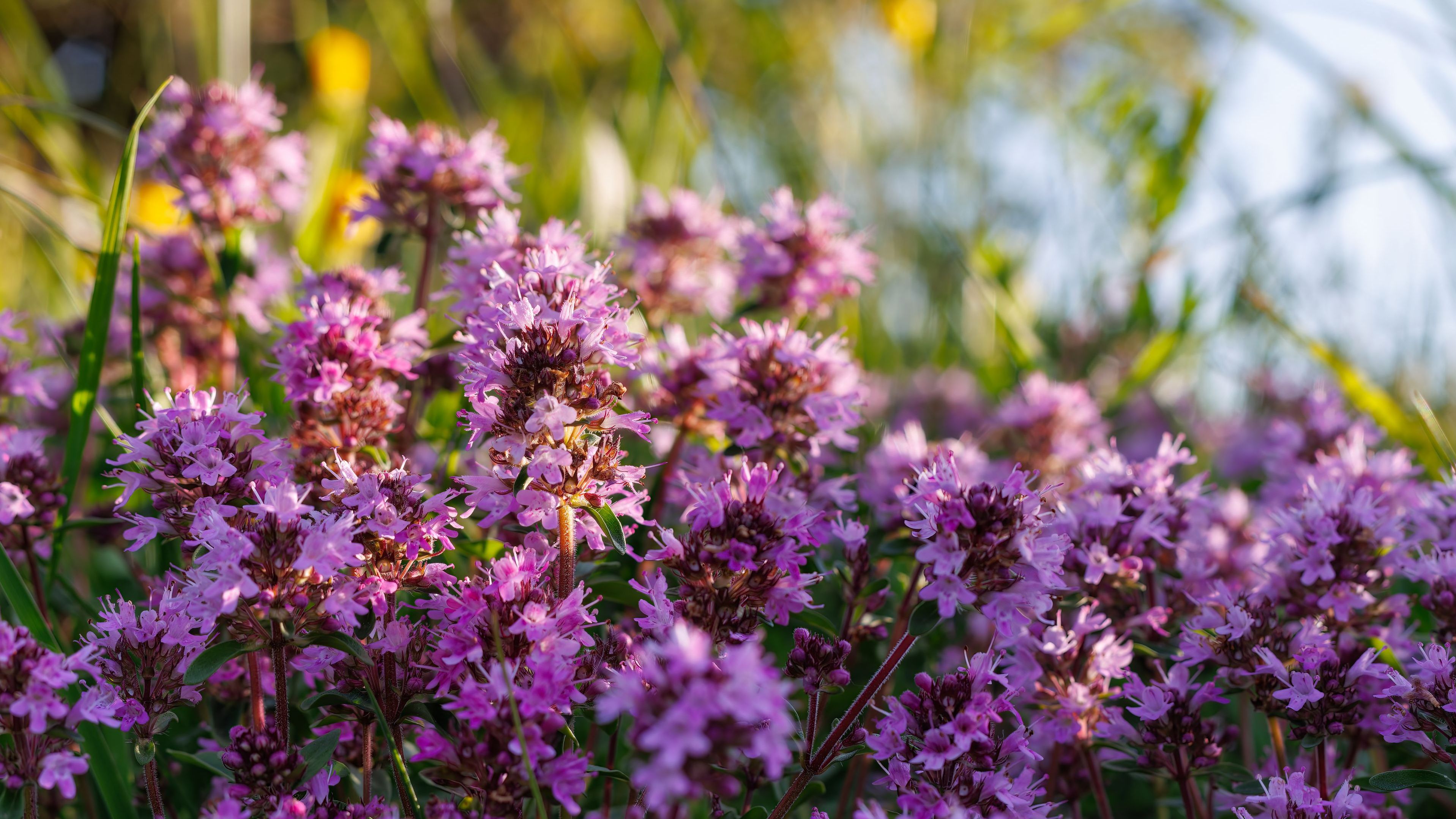 Sandgarten anlegen: Rosa blühender Sand-Thymian in einem Sandgarten