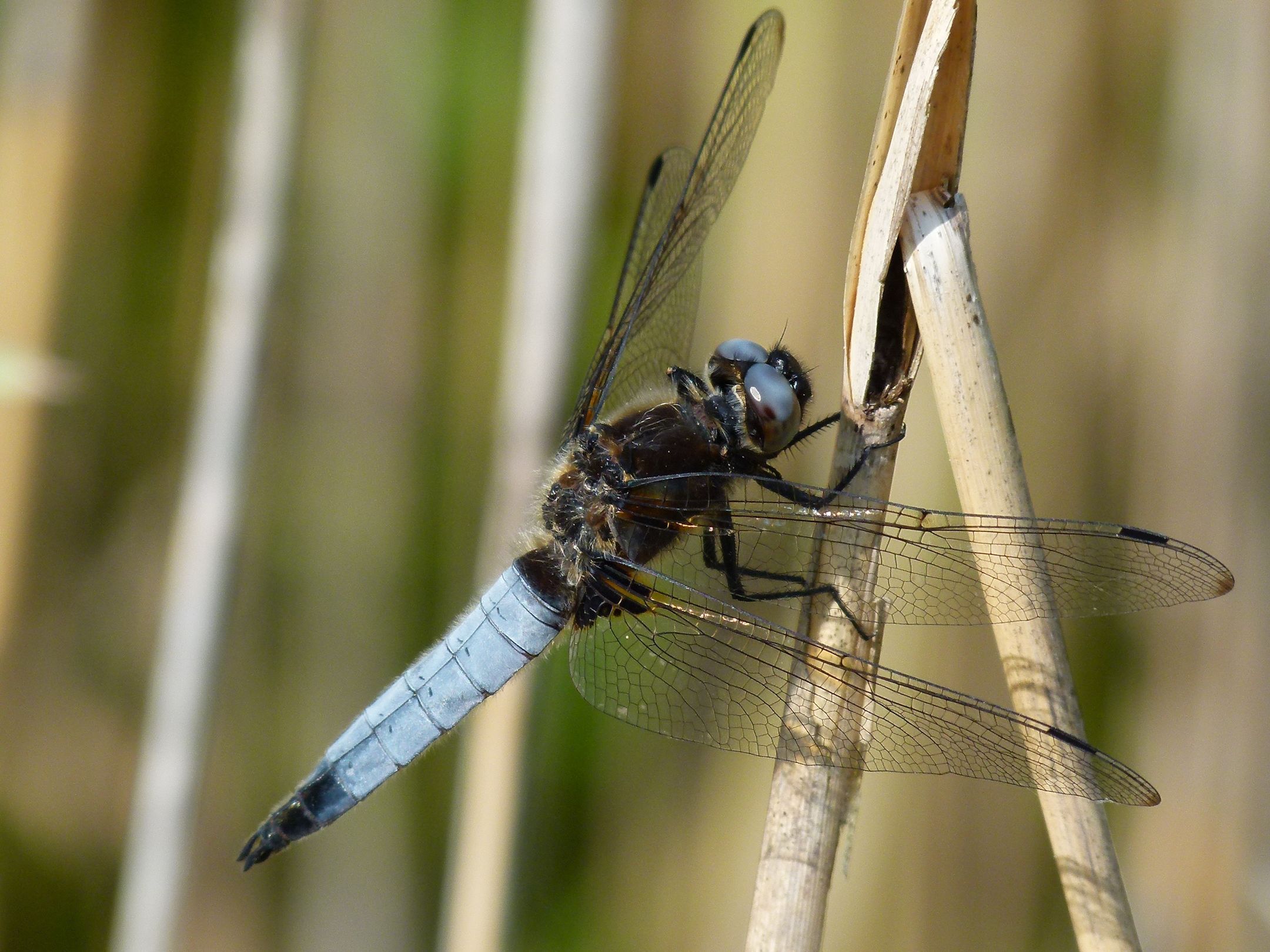 Männchen des Spitzenflecks (Foto: Günter Farka) Männchen des Spitzenflecks (Foto: Günter Farka)
