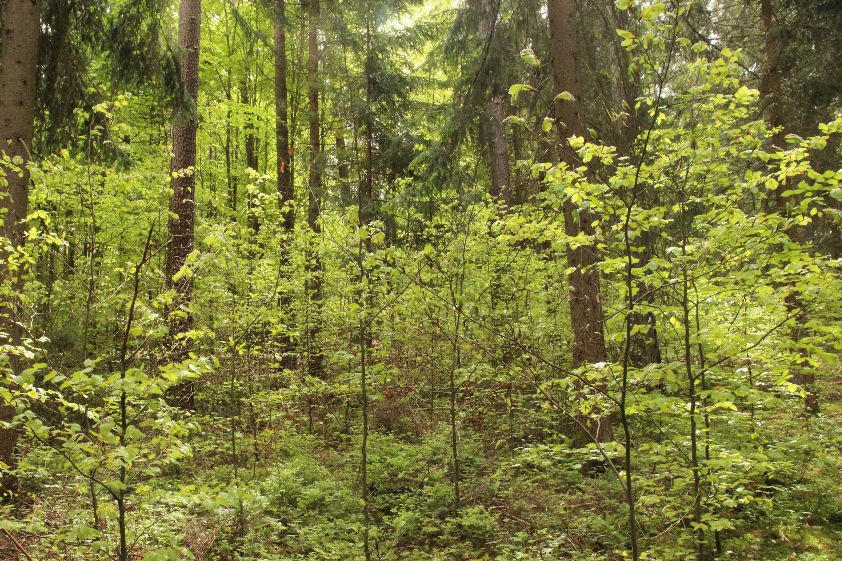 Wie ein Zukunftswald aussehen kann. Ein Beispiel aus dem Waldumbauprojekt in Rohr (Foto: Ralf Straußberger) Wie ein Zukunftswald aussehen kann. Ein Beispiel aus dem Waldumbauprojekt in Rohr (Foto: Ralf Straußberger)