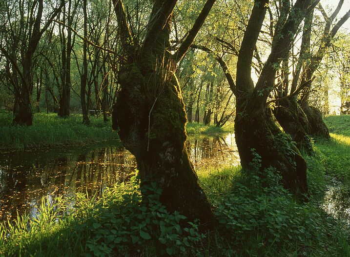 Auwald Isarmündung: Lebensraum von Amphibien (Foto: Wolfgang Willner) Dieser strukturreiche Auwald bietet Versteckplätze und eine große Nahrungsvielfalt, er ist ein idealer Lebensraum von Amphibien.