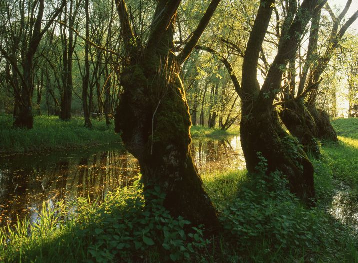 Dieser strukturreiche Auwald bietet Versteckplätze und eine große Nahrungsvielfalt, er ist ein idealer Lebensraum von Amphibien.