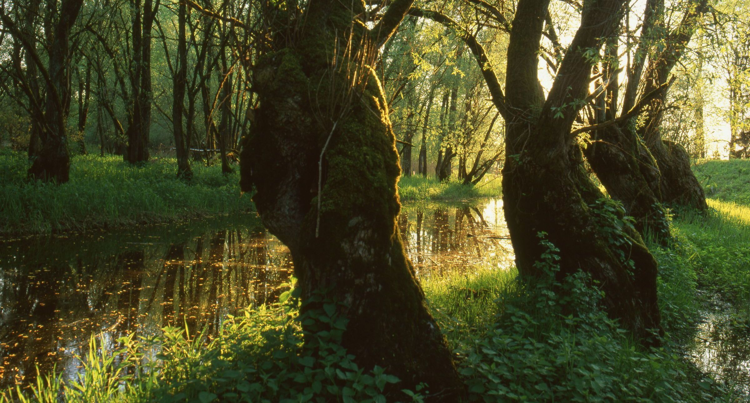 Dieser strukturreiche Auwald bietet Versteckplätze und eine große Nahrungsvielfalt, er ist ein idealer Lebensraum von Amphibien. (Foto: Wolfgang Willner)
