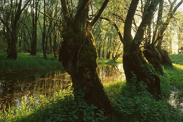 Dieser strukturreiche Auwald bietet Versteckplätze und eine große Nahrungsvielfalt, er ist ein idealer Lebensraum von Amphibien. 