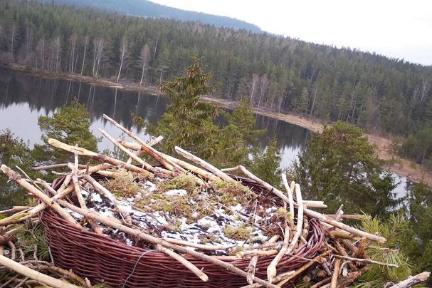 Fischadlerhorst Breiter Teich Selb Fichtelgebirge