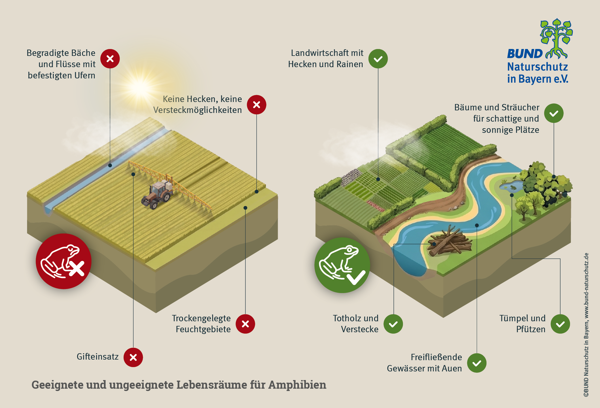 Geeignete und ungeeignete Lebensräume von Amphibien (Grafik: BUND Naturschutz) Die Grafik zeigt zwei Lebensräume, eine Ackerwüste mit begradigtem Fluss, eine strukturierte Landschaft mit Hecken und Sträuchern: nur die letztere ist als Amhibien-Lebensraum geeignet. (Grafik: BUND Naturschutz)