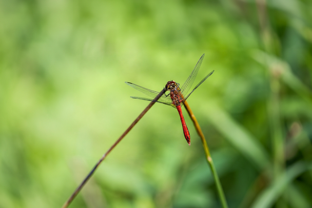 Ein Männchen der Blutroten Heidelibelle (Bild: Falko Heidecke) Ein Männchen der Blutroten Heidelibelle (Bild: Falko Heidecke)