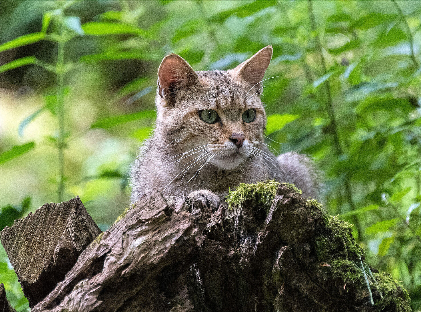 Wildkatze (Foto: Toni Mader)