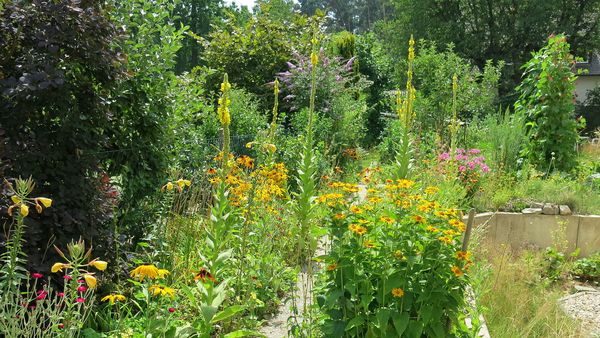 Schmetterlingsgarten: naturnaher Garten mit vielen Blühpflanzen (Foto: Arno Pfeifenberger)