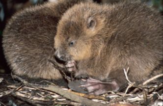 Biberbabys