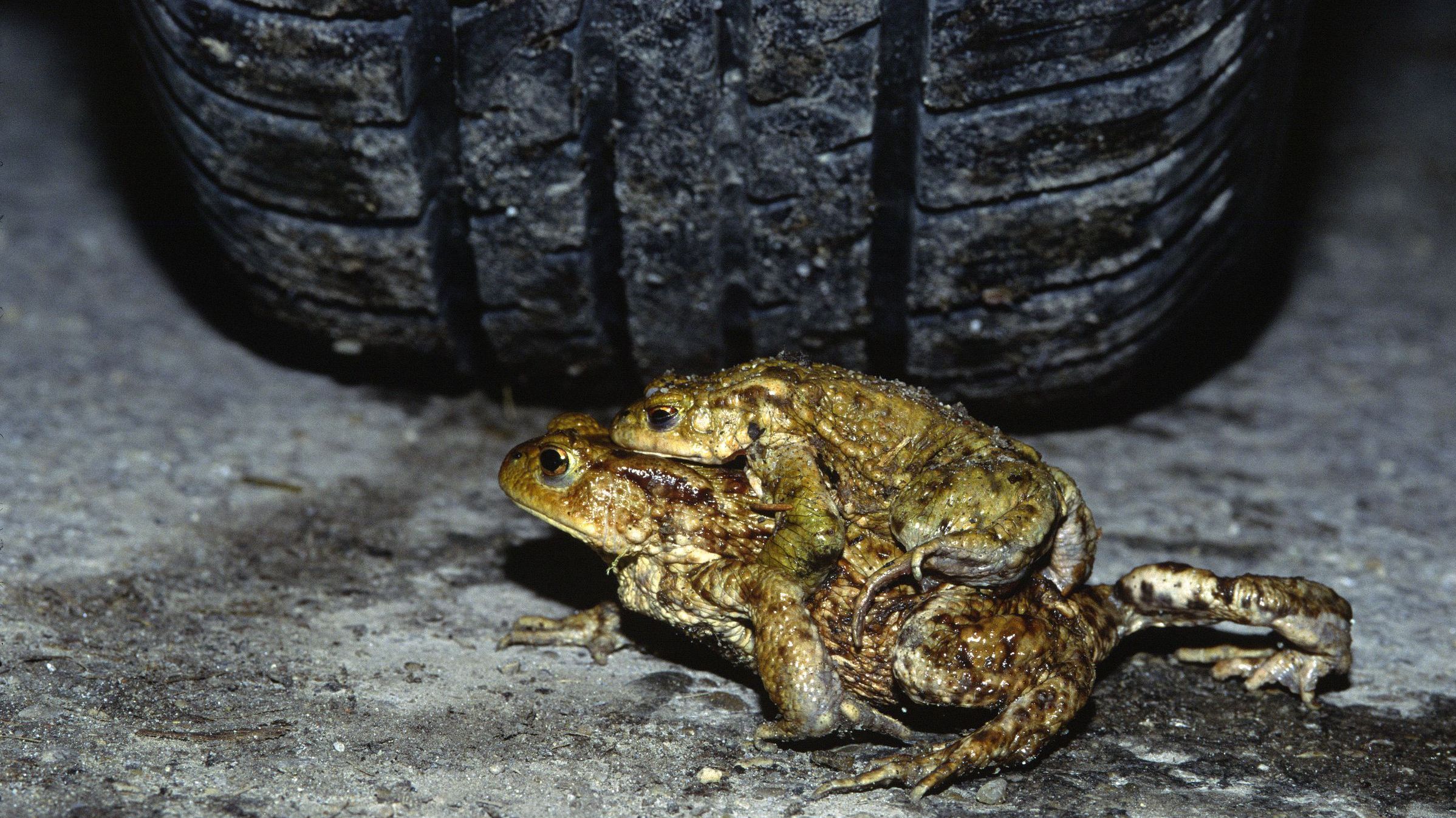 Besonders der Autoverkehr gefährdet Amphibienwanderungen (Foto: Wolfgang Willner) Zwei Erdkröten überqueren eine Straße, aus dem Hintergrund droht sie ein Autoreifen zu überfahren: Die Amphibiengefährdung nimmt in allen Bereichen zu.