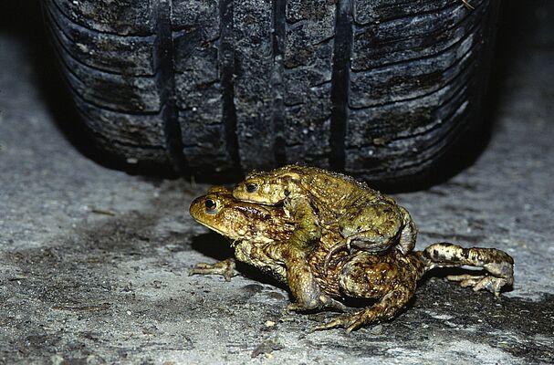 Besonders der Autoverkehr gefährdet Amphibienwanderungen (Foto: Wolfgang Willner) Zwei Erdkröten überqueren eine Straße, aus dem Hintergrund droht sie ein Autoreifen zu überfahren.