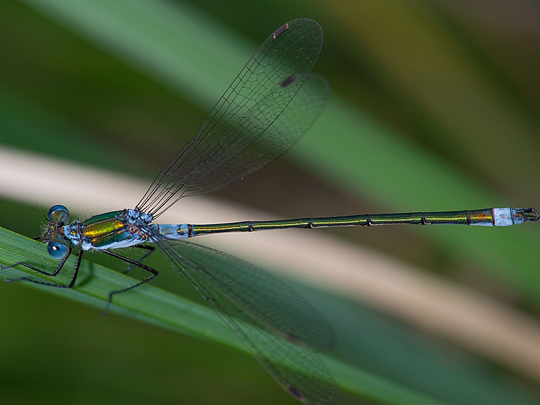 Eine männliche Gemeine Binsenjungfer (Lestes sponsa)