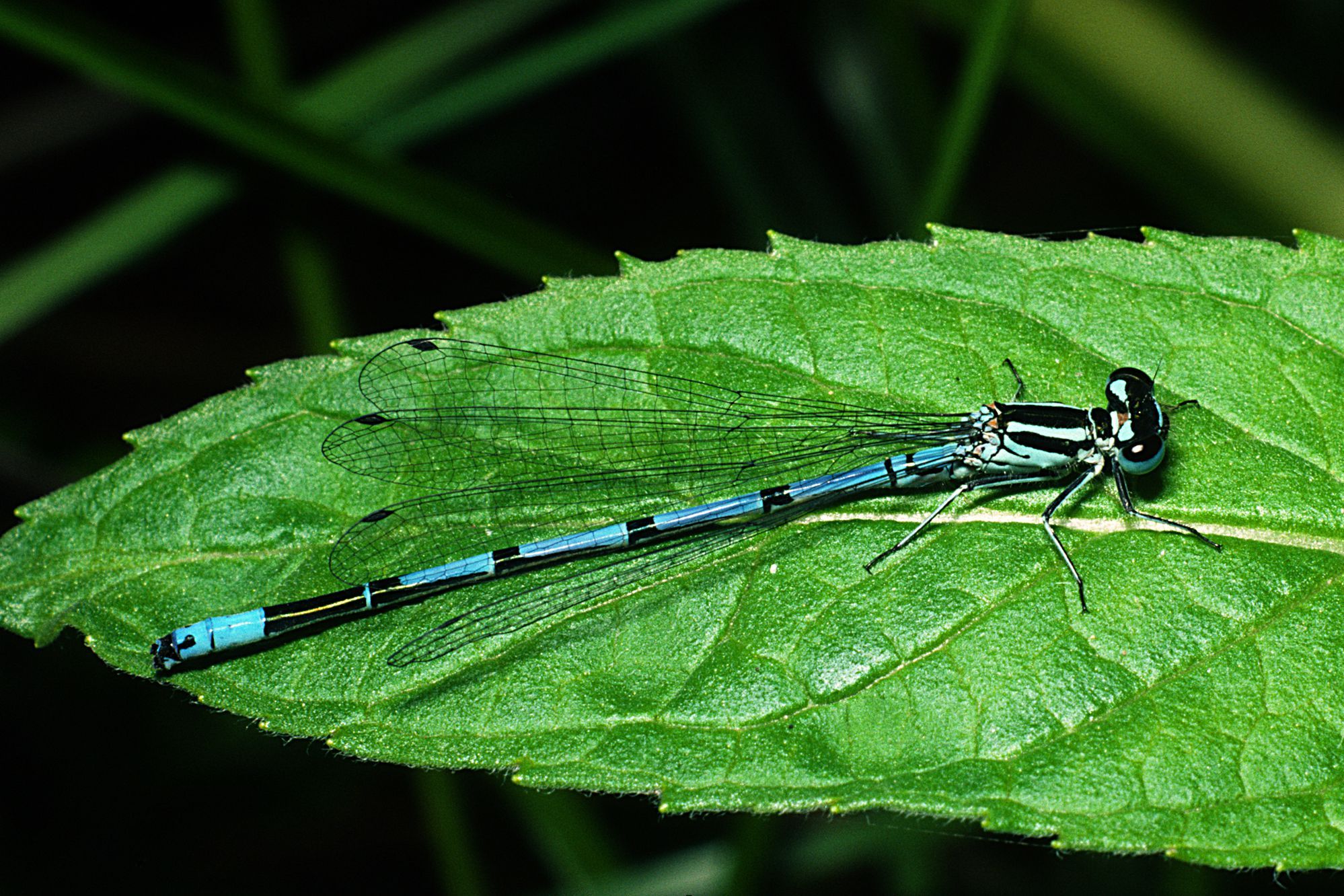Männchen der Hufeisen-Azurjungfer (Foto: Wolfgang Willner) Eine männliche Hufeisen-Azurjungfer (Coenagrion puella)