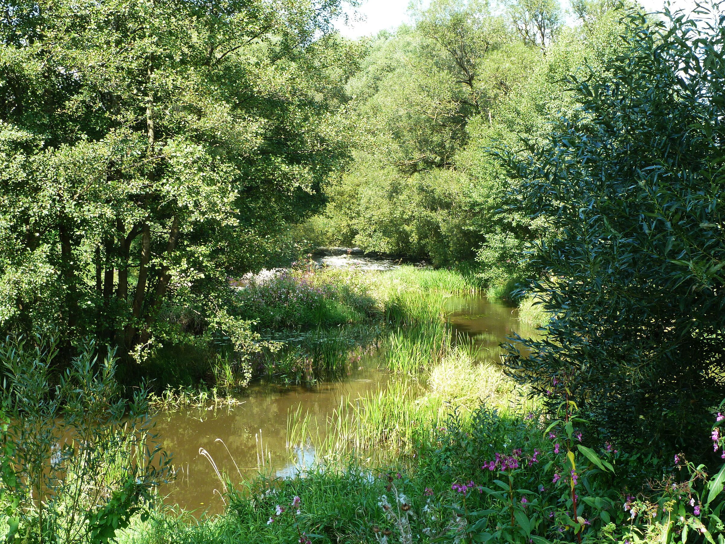 Ein dicht bewachsenes Ufer, man sieht nicht wo das Gewässer aufhört und die Weiden und das Schilf beginnen. Im Schilf stehen ein paar lila Blumen. 
