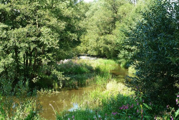 Die Schwarzach im Spätsommer (Foto: Winfried Berner)