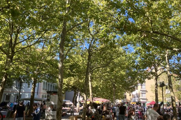 Löwenplatz in Fürth - Besser leben unter Bäumen Löwenplatz, Fürth, besser leben, Bäume