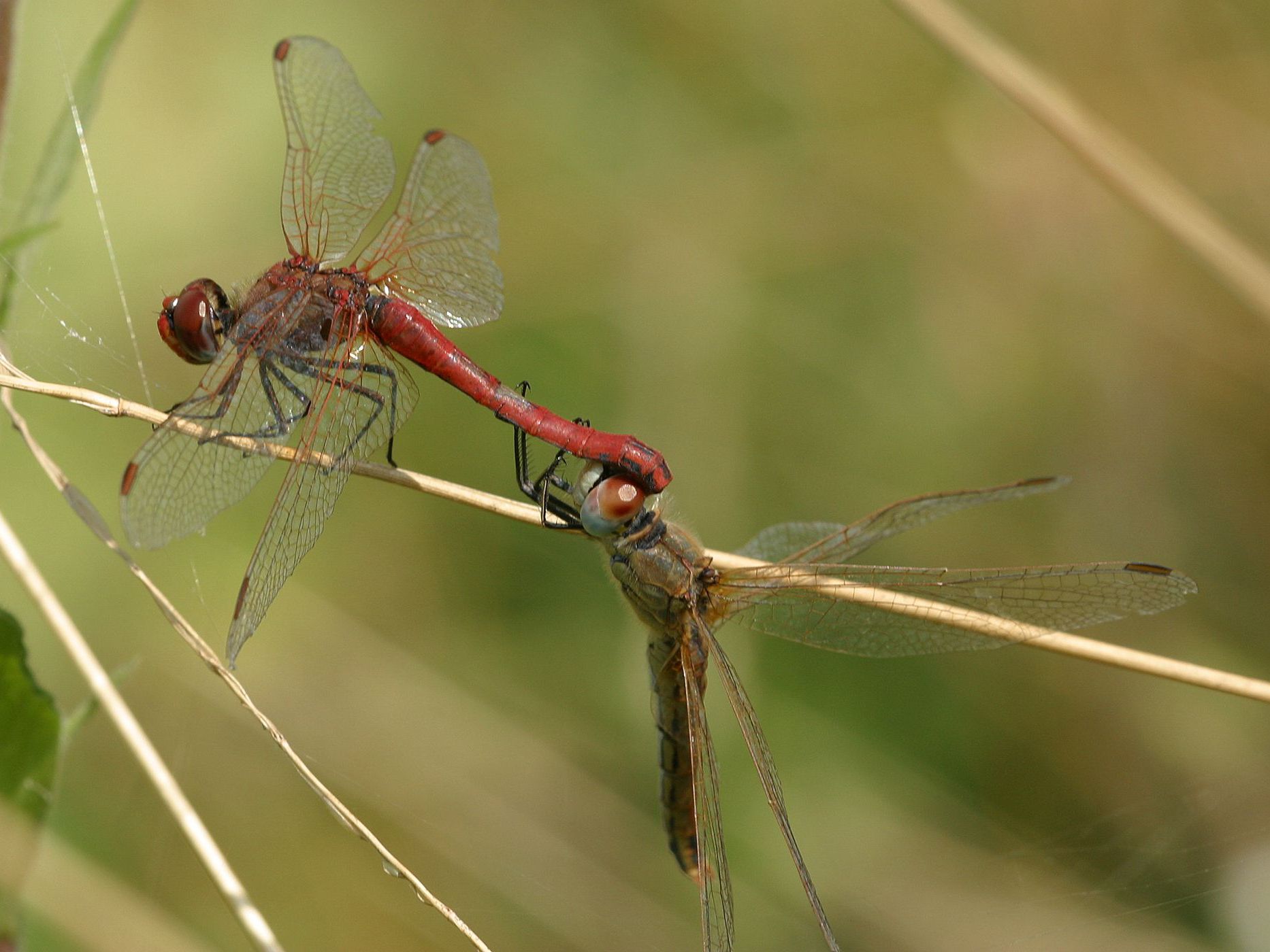 Frühe Heidelibellen bei der Paarung, Weibchen unten (Foto: Wolfgang Willner) Frühe Heidelibellen (Sympetrum fonscolombii) bei der Paarung, das Weibchen hängt unten.