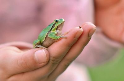 Grasfrosch (Foto: muro/fotolia.com