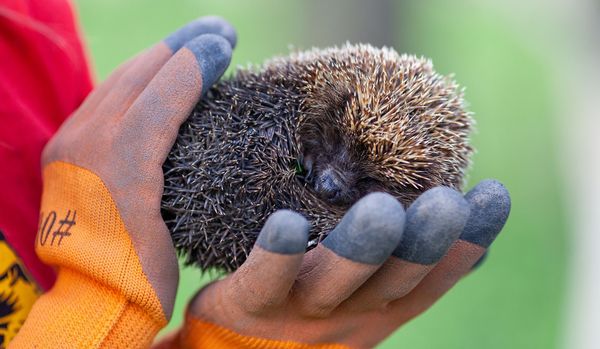 Nur geschwächte Igel brauchen Hilfe. Dann sind Igelstationen die besten Adressen. Hier engagieren sich erfahrene Igelretter. (Foto: Nadiya/stock.adobe.com) Eine Hand mit Schutzhandschuhen hält einen zusammengerollten Igel.