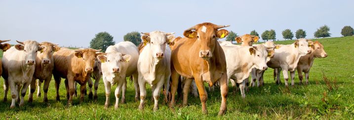 Ein Thema, das viele Menschen bewegt: Der BN setzt sich seit Langem ein für die artgerechte Haltung von Nutztieren (Foto: Karepa/Fotolia).
