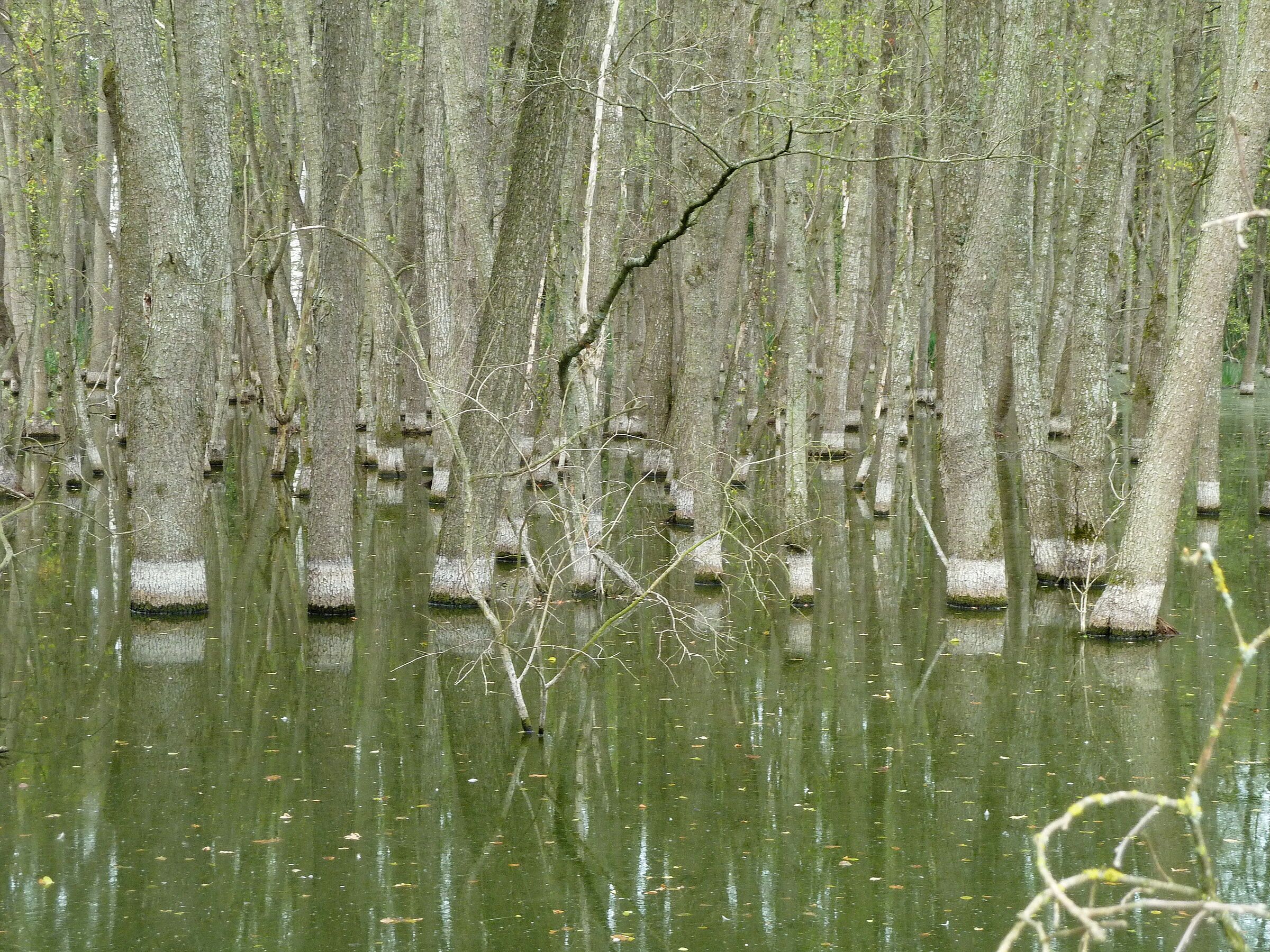 Zahreiche Baumstämme stehen im Wasser