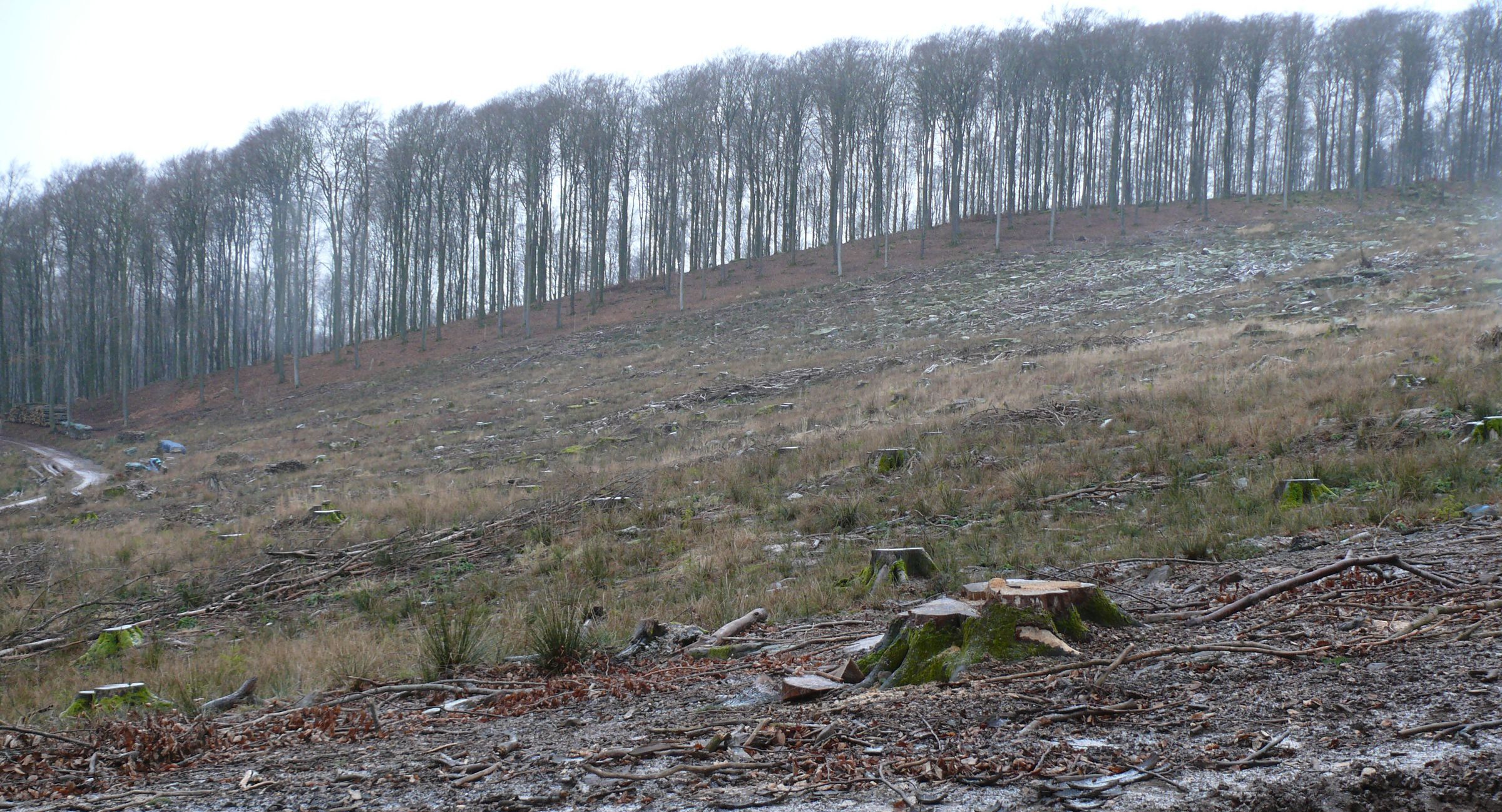 Naturschutz im Wald ist wichtiger denn je. Hier ein Kahlschlag in einem Buchenwald im Spessart.