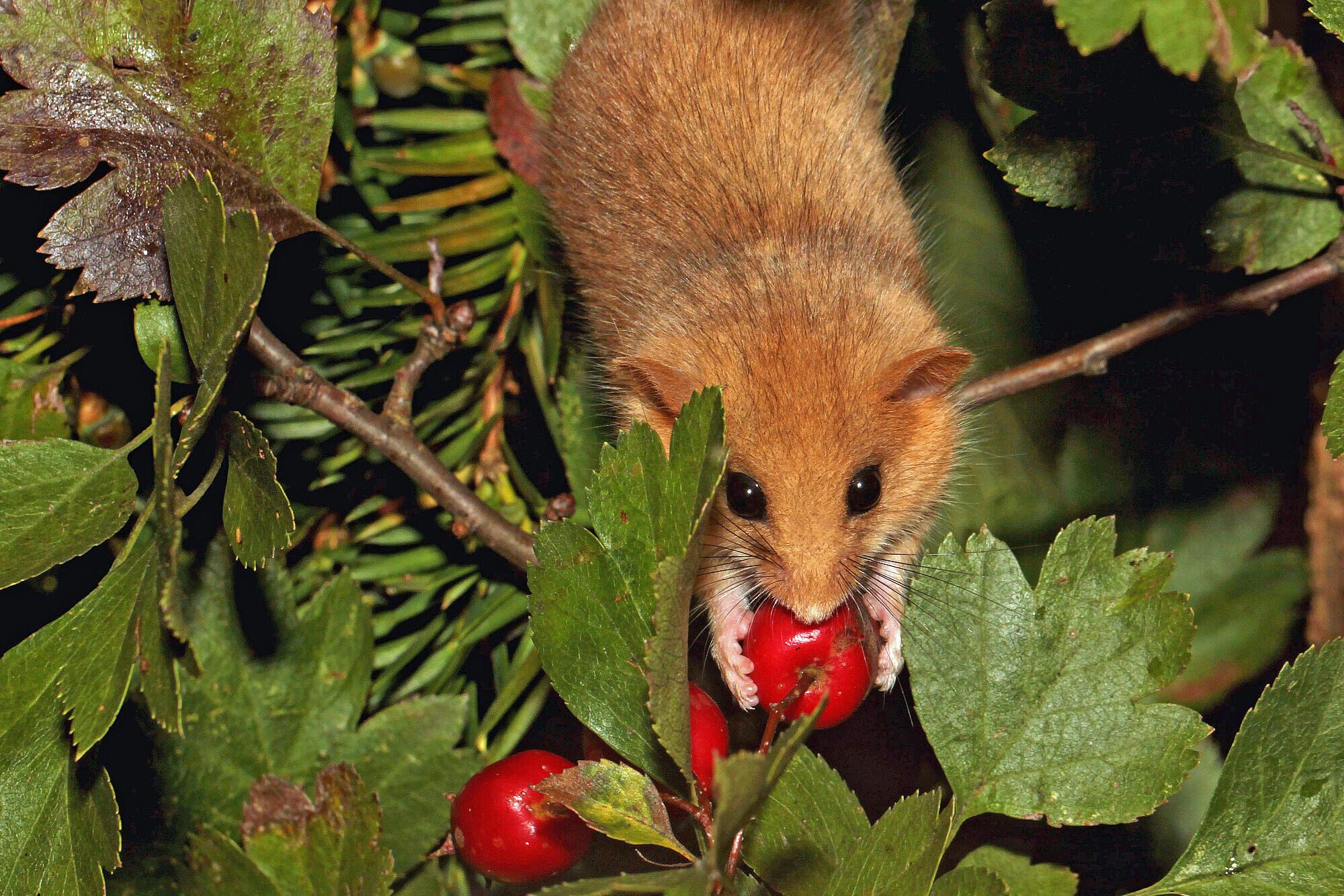 Haselmaus im Weißdorn (Foto: Sven Büchner)