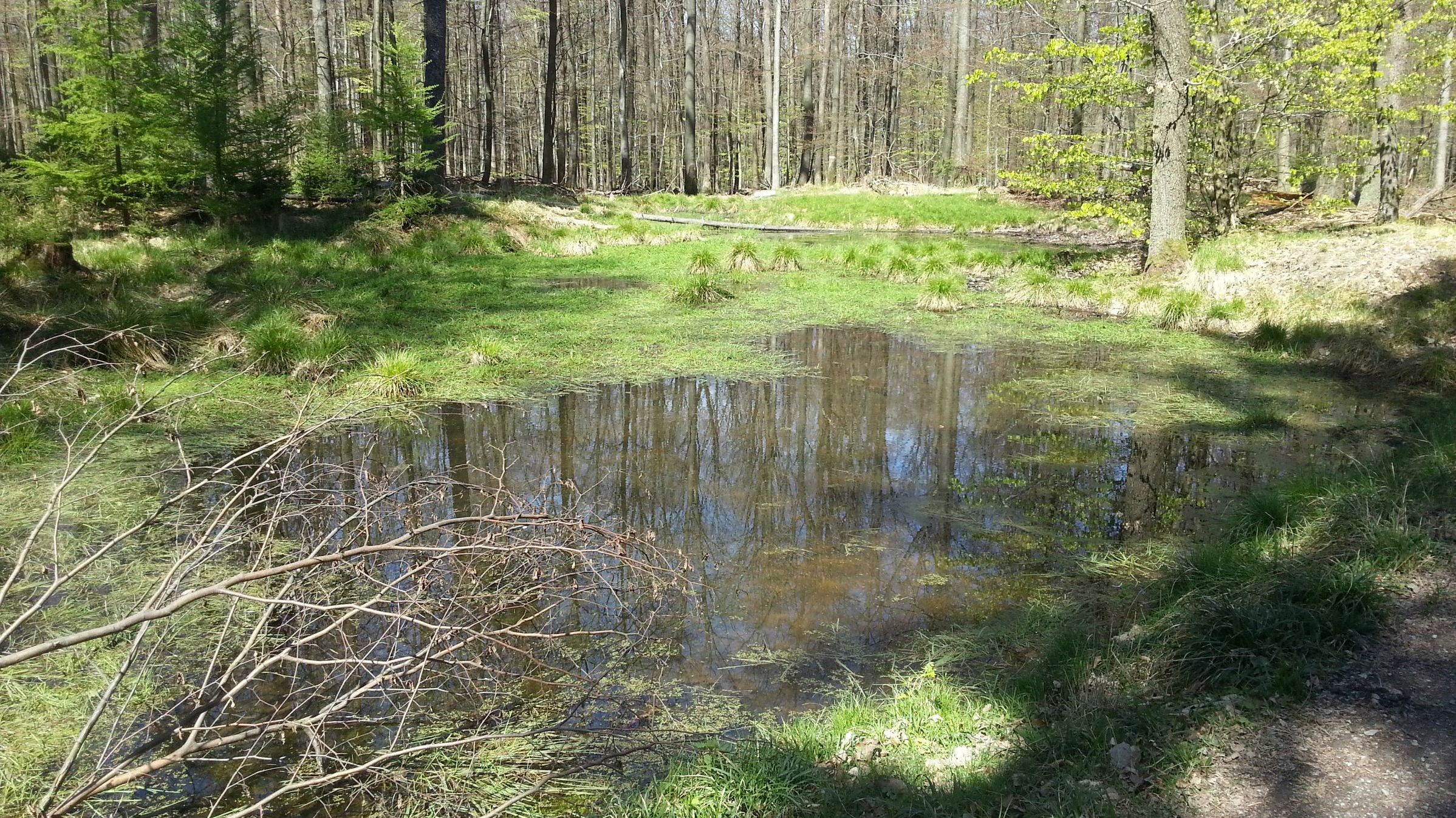 Ein schattiges, waldnahes Gewässer bietet dem Bergmolch einen Lebensraum.