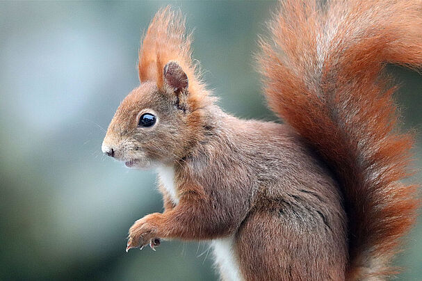 Eichhörnchen, Foto Sonja Kreil