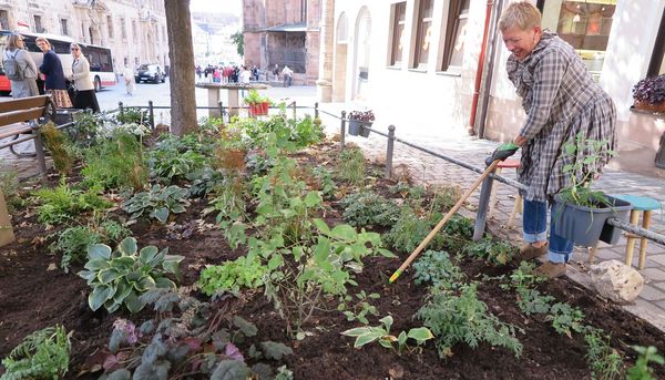 Stadtbäume gießen: Eine Anwohnerin kümmert sich als Patin eines Stadtbaums darum, dass die Baumscheibe begrünt und gepflegt ist und der Baum genügend Wasser bekommt. (Foto: A. Winkel) Eine Frau pflegt die Erde einer begrünten Baumscheibe mit einer Harke.