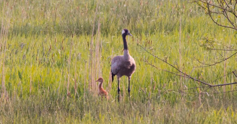 Kranich mit Küken in Wiese