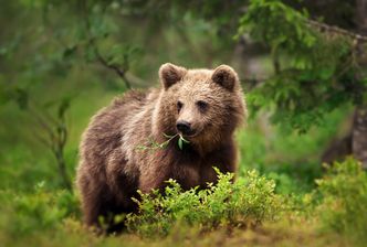 Braunbär frisst den Ast eines Strauches (Foto: giedriius - stock.adobe.com)) Junger Braunbär frisst den Ast eines Strauches