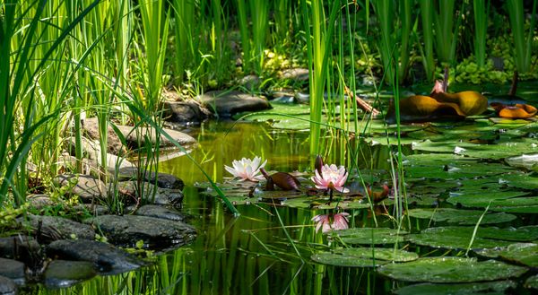 Naturteich im Garten anlegen: Stufenprofil mit Sumpf-, Flachwasser- und Tiefwasserzone anlegen (Foto: MarinoDisenko/stock.adobe.com) Naturteich im Garten mit einer steinigen Uferzone, flachem und tieferem Wasser (Foto: MarinoDisenko/stock.adobe.com)